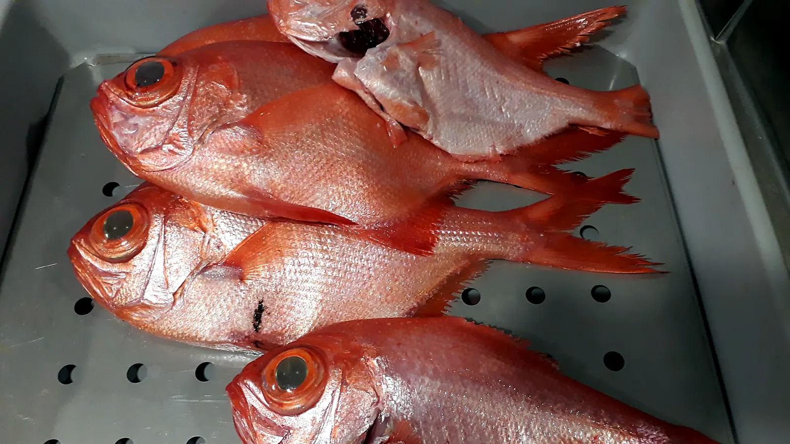 Peixe fresco acabado de chegar à cozinha